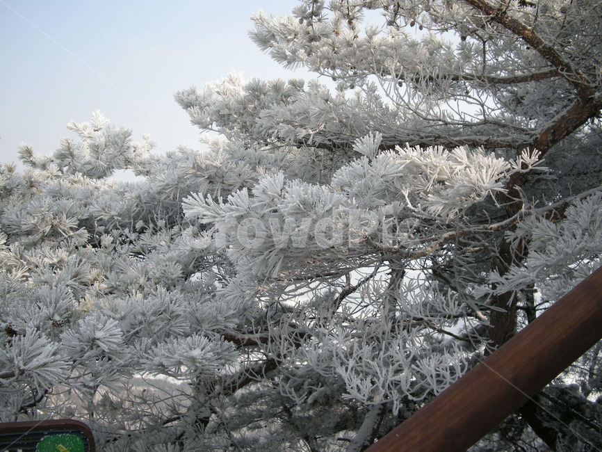 눈,눈꽃,설화,겨울,산,불암산,등산,snow,winter,나무,outdoors,옥외,nature,자연,frost,서리