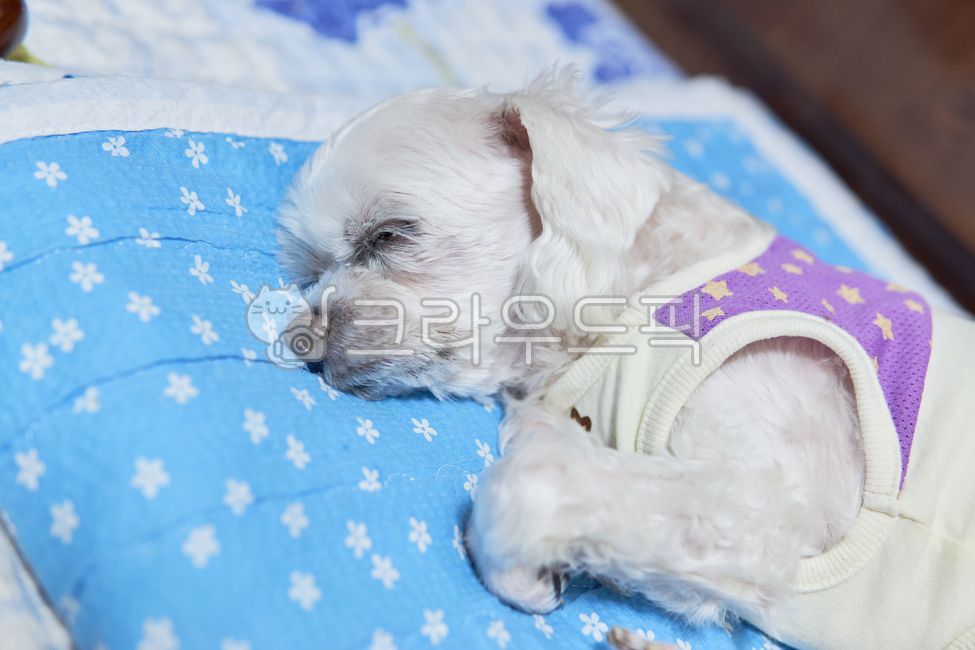 개,강아지,댕댕이,애완견,반려견,애완동물,반려동물,동물,pet,animal,dog,말티즈,마르티즈,말티스,마르티스