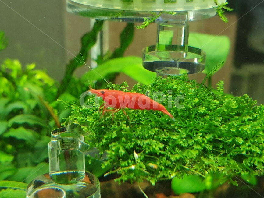 새우,관상용새우,체리새우,레드,빨간색,red,수족관,아쿠아리움,aquarium,shrimp,동물,animal
