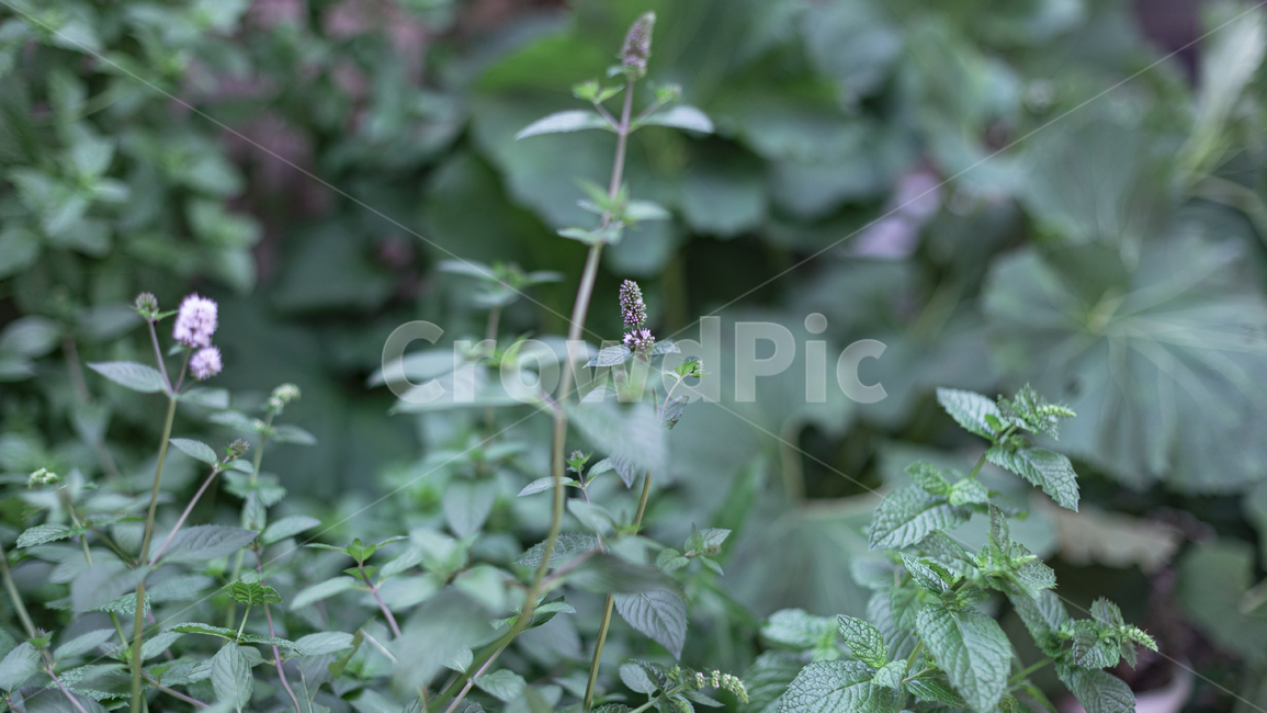 식물,자연,꽃,초록색,flower,green,초록,색깔,색감,color,감성사진,감성,colorsense,colorsensitivity,feeling,nature,plant,plants,풍경