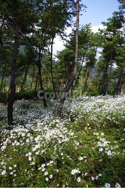 나무,숲,구절초,꽃,풍경,식물,flower,tree,plant