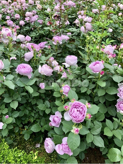 장미,꽃,식물,자연풍경,장미공원,봄풍경,보라색,식물,자연,plants,nature,꽃,flower