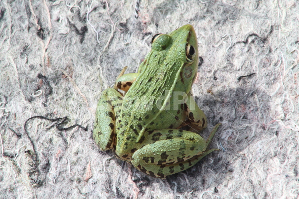개구리,토종개구리,양서류,동물,frog,동물,animal,파충류,양서류,reptile,amphibian