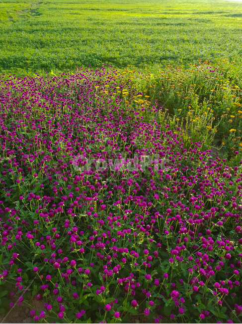천일홍,꽃,보라,여름,풍경,식물,자연,plants,nature,꽃,flower
