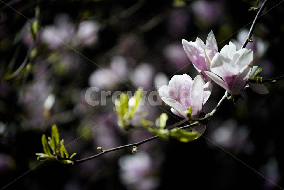 목련,봄꽃,목련꽃,자목련,보라꽃,보라색꽃,하얀꽃,식물,자연,plants,nature,꽃,flower