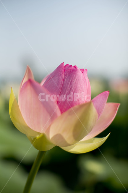 연꽃,수련,분홍색,여름꽃,flower,lotus
