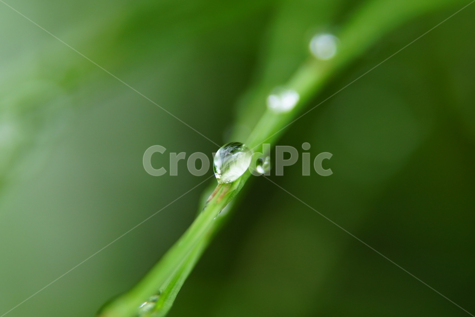 물방울,이슬,식물,풀,풀잎,자연,접사,클로즈업,풍경,waterdrop,dewdrop,빗물,nature,plant,plants,landscape,macro,closeup,이파리,식물,자연,plants,nature