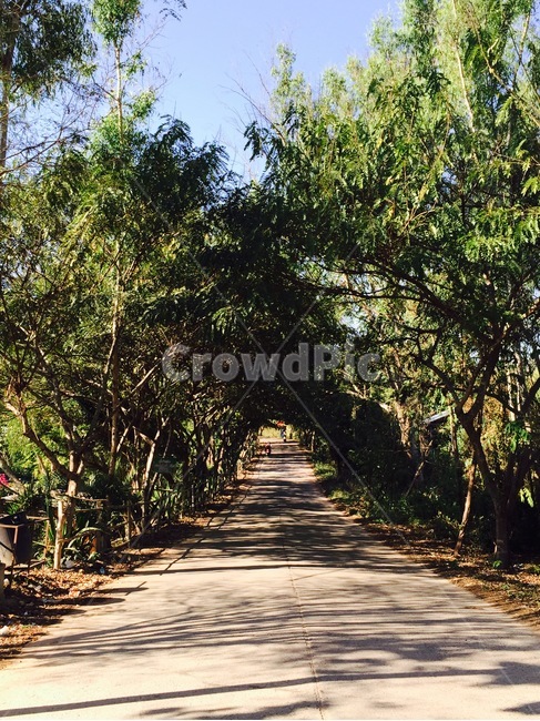 tree,나무,숲,forest,길,road,숲길,forestroad,잎,leaf,plant,식물,outdoors,옥외,야외,자연,nature,하늘,sky