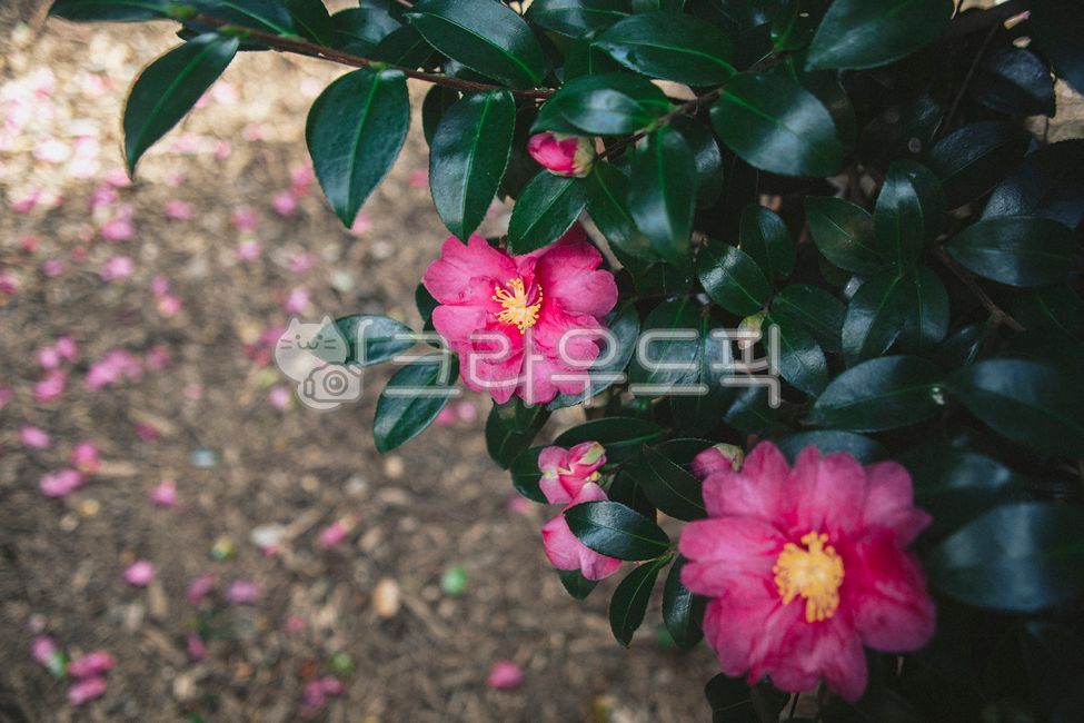 winter flowers,Camellia,blossom,tree,winter,flower,camellia tree,petal,camellia flower,plant,ground,floor,camellia