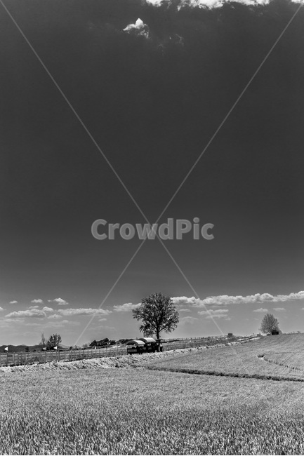 청보리,하늘,마차,풍경,추억,휴식,느티나무,구름,자연,풍경,nature,landscape,시골,마을,country,rural,town,흑백,모노톤,monochrome,black and white,weather,날씨
