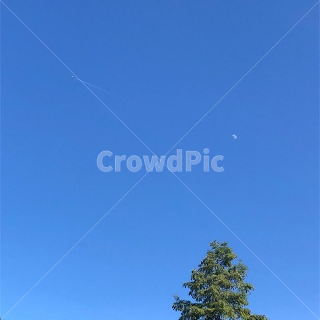 비행기,하늘,sky,tree,나무,plant,식물,하늘배경,하늘풍경,제주도