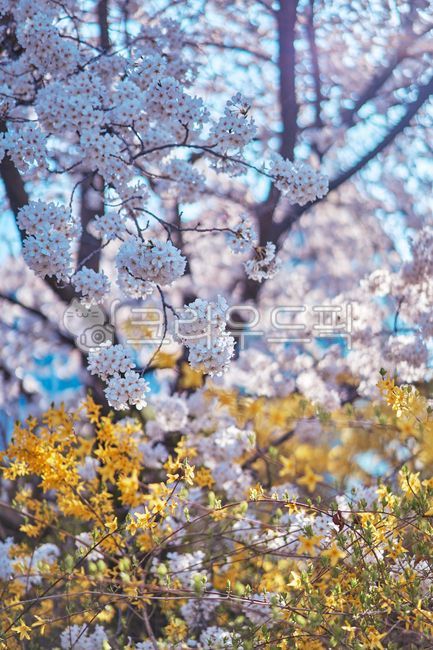 pink,Cherry Blossom,nature,yellow flower,tree,spring plants,pink flower,Emotional photo,flower,spring flowers,spring,forsythia,plant,emotional cherry blossom