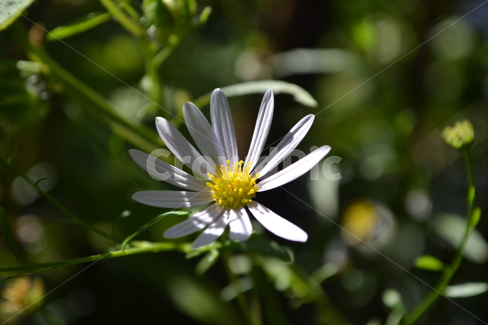 flower,꽃,봄,자연,들꽃,식물,자연,plants,nature,꽃,flower