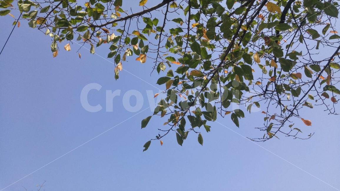 가을,하늘,나뭇잎,데이트,감성,조화,계절자연,파란색,가을,계절,fall,autumn,season,식물,자연,plants,nature,leaf,잎,plant