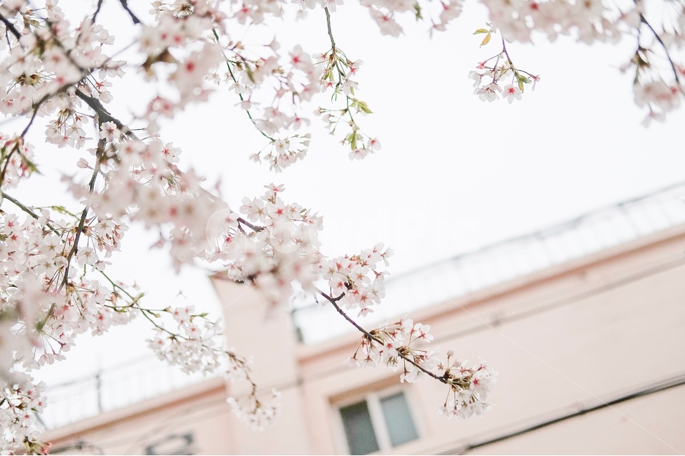 벚꽃,봄,정원,꽃,봄풍경,봄,계절,spring,season,식물,자연,plants,nature,꽃,flower,감성,sensible,feeling,plant,blossom,cherry blossom