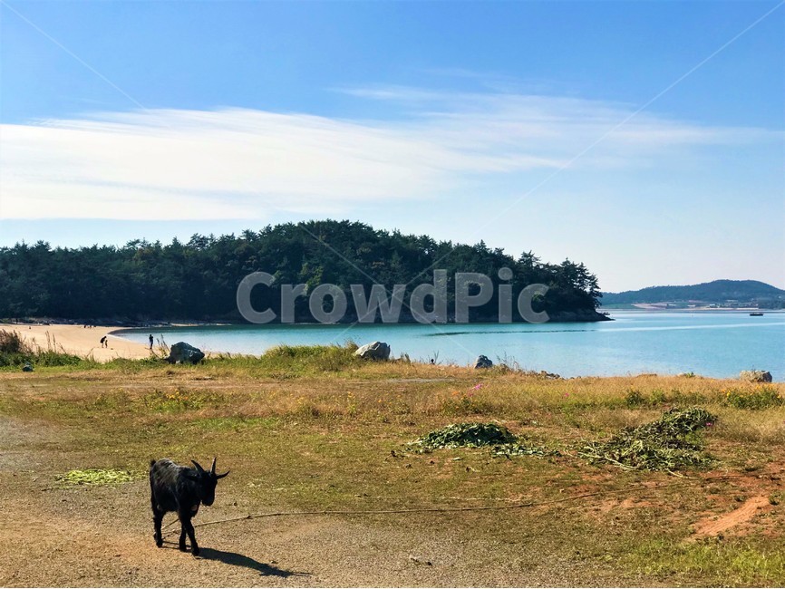 흑염소,바다,자연,grass,goat,힐링,동물,나무,자연,풍경,nature,landscape,동물,animal,포유류,mammal,outdoors,옥외,land,땅,sea,ocean,대양,water,물