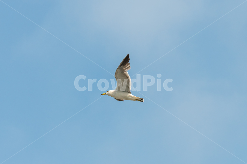 갈매기,조류,새,자연,bird,nature,동물,animal,조류,새,birds