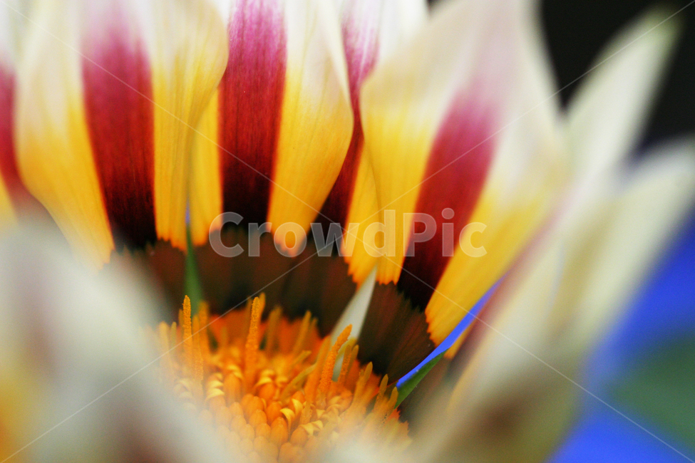 꽃,가자니아,노란색,색채,꽃사진,식물,자연,plants,nature,꽃,flower