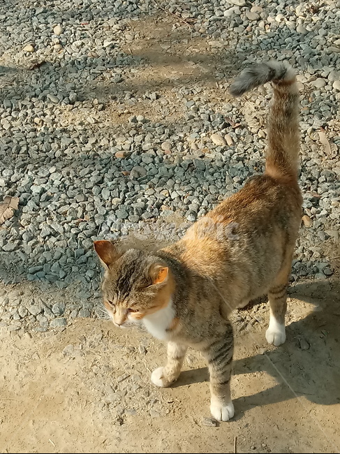 고양이,동물,car,포유동물,반려동물
