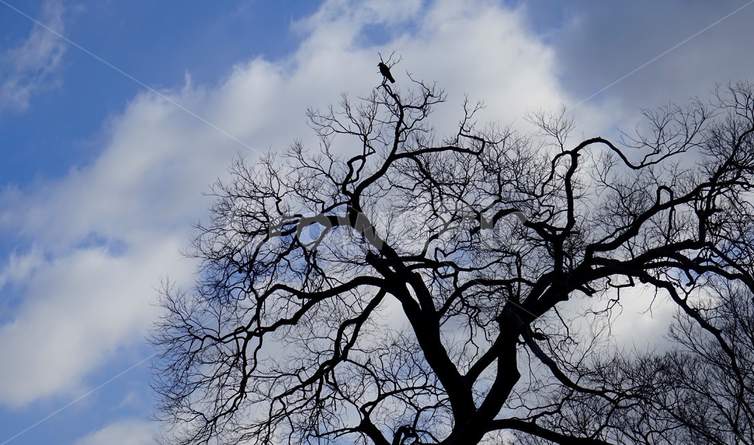 나무,까마귀,구름,하늘,자연,겨울,가지,winter,branches,쓸쓸함,sky,cloud,crow,black,tree,wood,branch,leafless,nature,solitary,alone,식물,자연,plants,nature,나무,trees,wood
