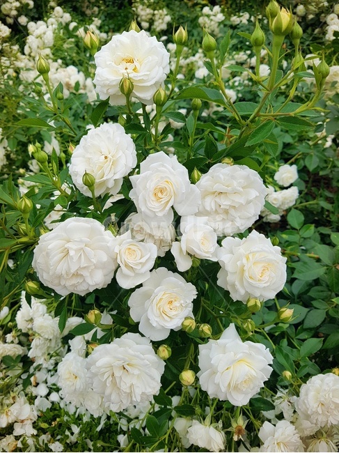 꽃송이,장미,장미축제,로즈데이,꽃다발,하트,love,사랑,자연,계절의여왕,rose,장미향,장미공원,장미무늬