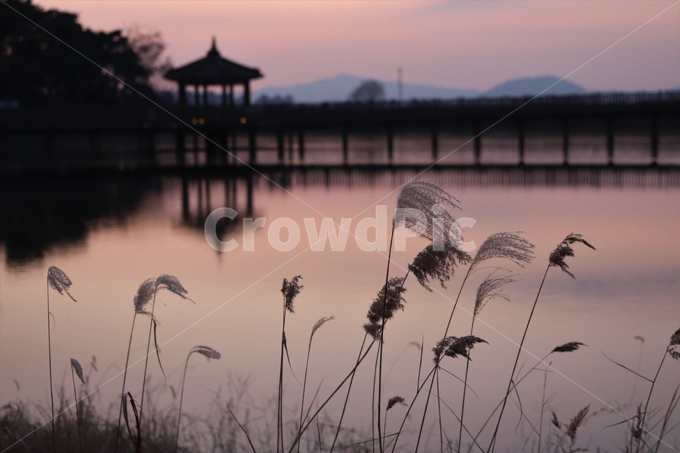 갈대,잔디,plant,grass,해질녘,오후,정자,감성,노을,낭만,따뜻,붉은하늘,파스텔,자연,korea,outdoors,공원,feelingcolor,원주시,warm