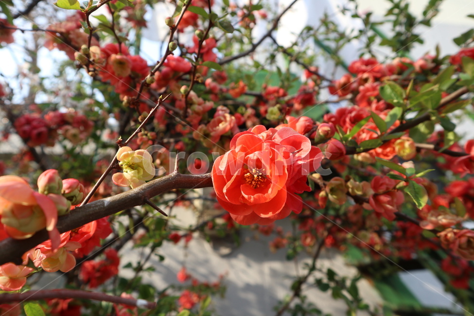 봄꽃,꽃,꽃나무,붉은꽃,빨강,빨간색,명자꽃,봄,계절,spring,season,식물,자연,plants,nature,꽃,flower,plant
