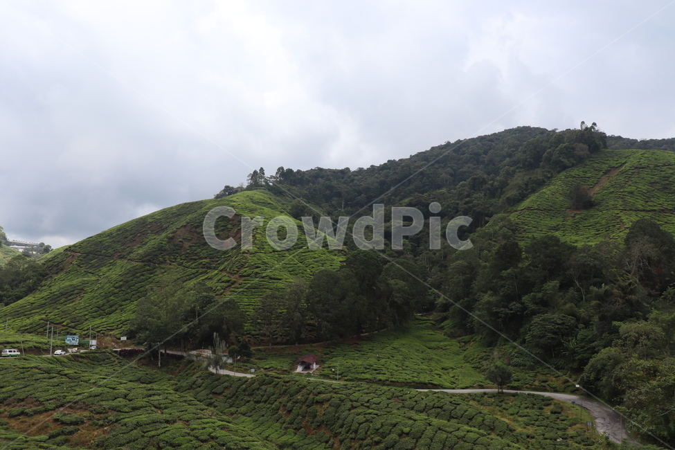 nature,자연,언덕,hill,차밭,차,자연,풍경,nature,landscape,outdoors,옥외