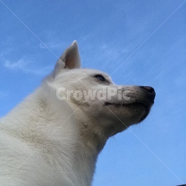 강아지,아기강아지,댕댕이,흰둥이,흰강아지,귀여움,하늘,개,dog,puppy,whitedog,cute,lovely,사랑스러움,동물,animal,포유류,mammal,개,강아지,dog,doggy