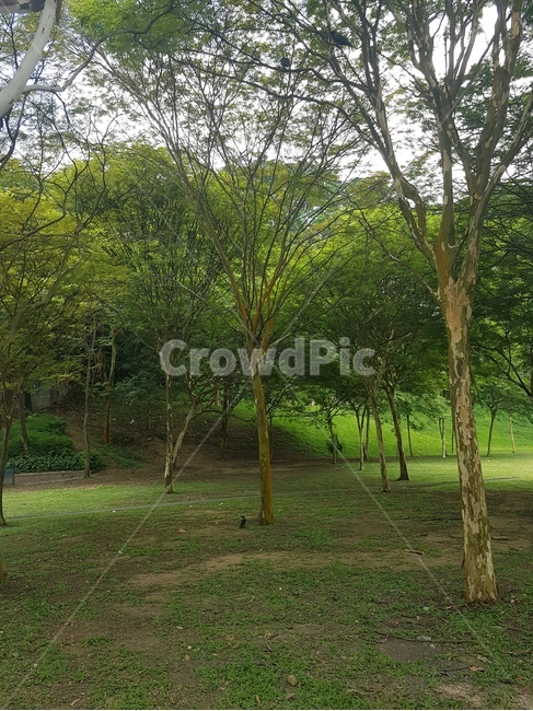 나무,초록,눈정화,편안,싱가폴,자연,풍경,nature,landscape,tree,plant,식물,tree trunk,나무 줄기