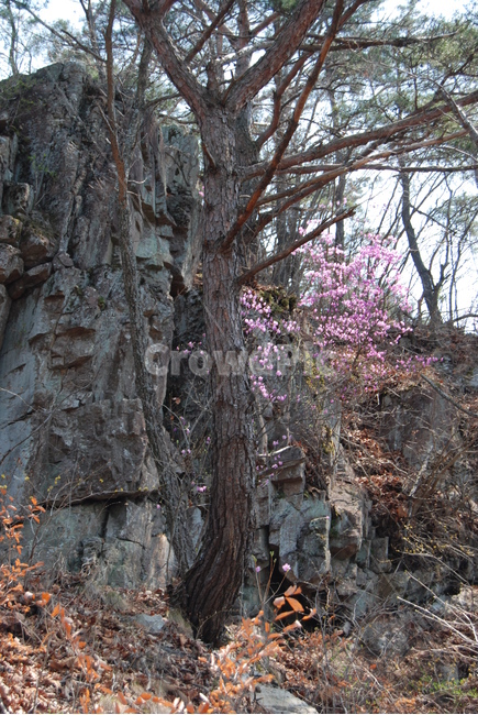 오산,둥주리봉,휴양숲,구례,공원,식물,자연,plants,nature,나무,trees,wood