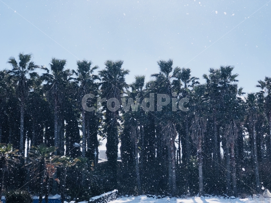 야자수,눈,겨울풍경,조화로움,우람,눈내리는풍경,겨울,계절,winter,season,자연,풍경,nature,landscape,식물,plants,나무,trees,wood,tree,plant,fir,전나무