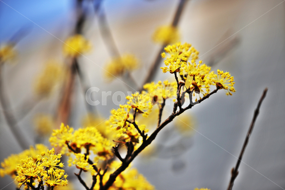 봄,식물,산수유,나무,열매,봄,계절,spring,season,식물,자연,plants,nature,꽃,flower,plant