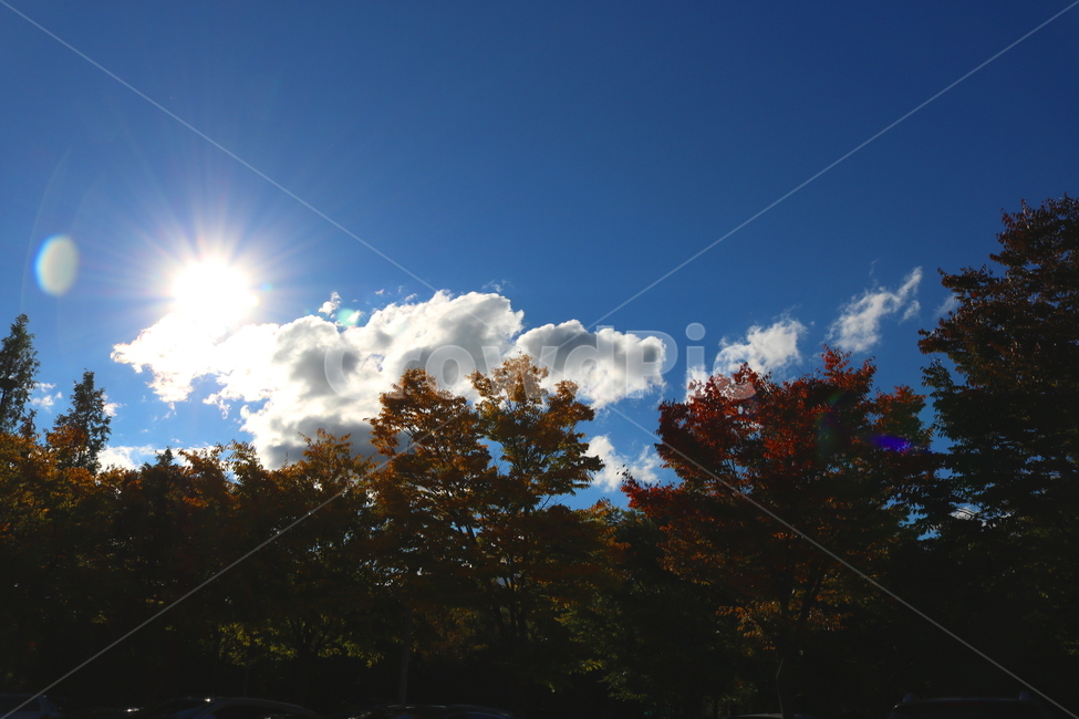 나무,단풍,식물,자연,풍경,가을,느티나무,하늘,태양,구름,가을,계절,fall,autumn,season,자연,풍경,nature,landscape,light,빛,flare,플레어,outdoors,옥외