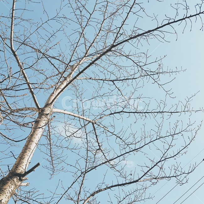 하늘,겨울,나무,겨울하늘,감성사진,식물,자연,plants,nature,나무,trees,wood