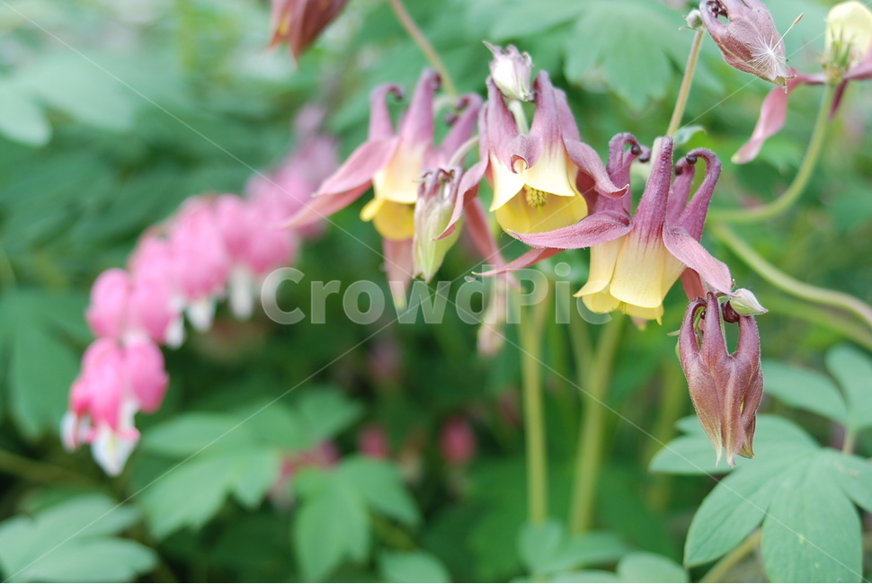 매발톱꽃,자연,식물,은방울꽃,야생화,식물,자연,plants,nature,꽃,flower
