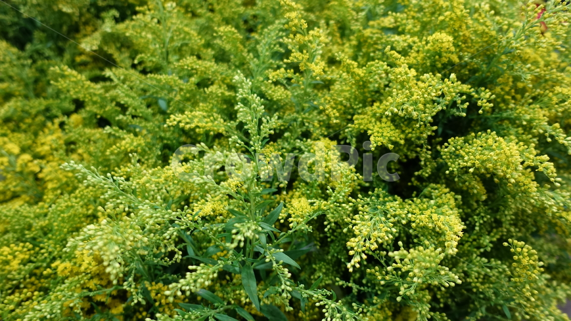 flower,tropic,plant,summer,여름,꽃,꽃송이,blossom,열대,식물,야외,outdoor,green,화분,초록,yellow,petal,꽃잎,노랑,노란색