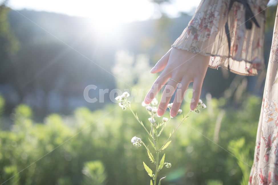 스냅,감성,자연,빛,꽃,자연,풍경,nature,landscape,식물,plants,꽃,flower,사람,인물,인간,human,person,신체일부,몸,body,여성,여자,woman,female,lady,감성,sensible,feeling,휴식,힐링,rest,relaxation,healing