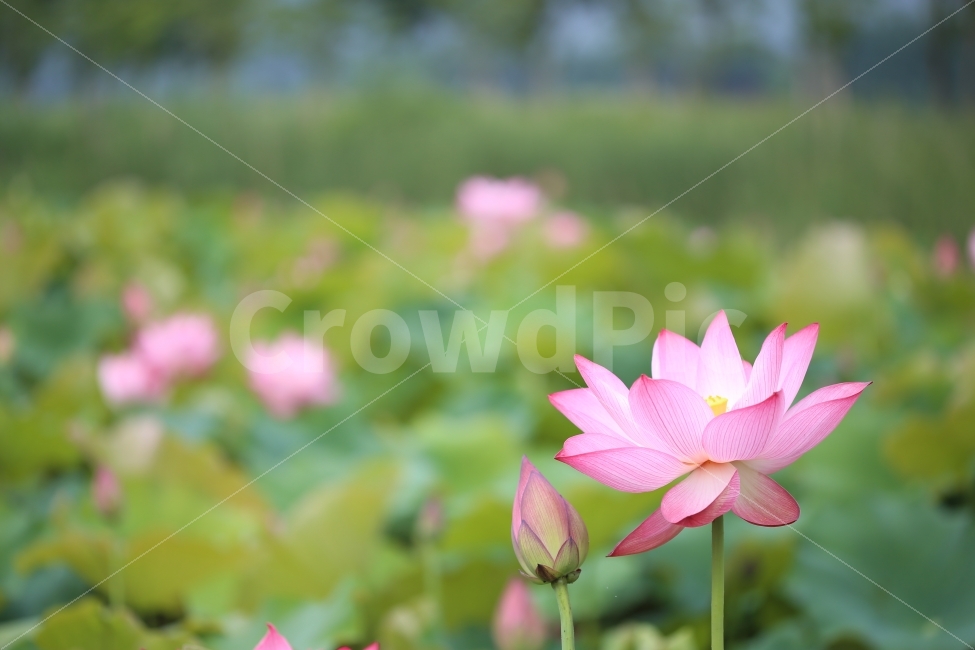연꽃,서오지리,연꽃단지,풍경,꽃,식물,자연,plants,nature,꽃,flower