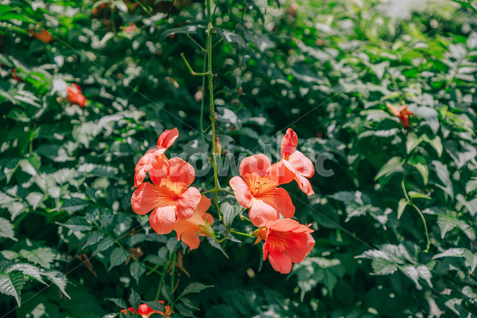자연,식물,꽃,flower,능소화,아름다운,식물,자연,plants,nature,꽃,flower
