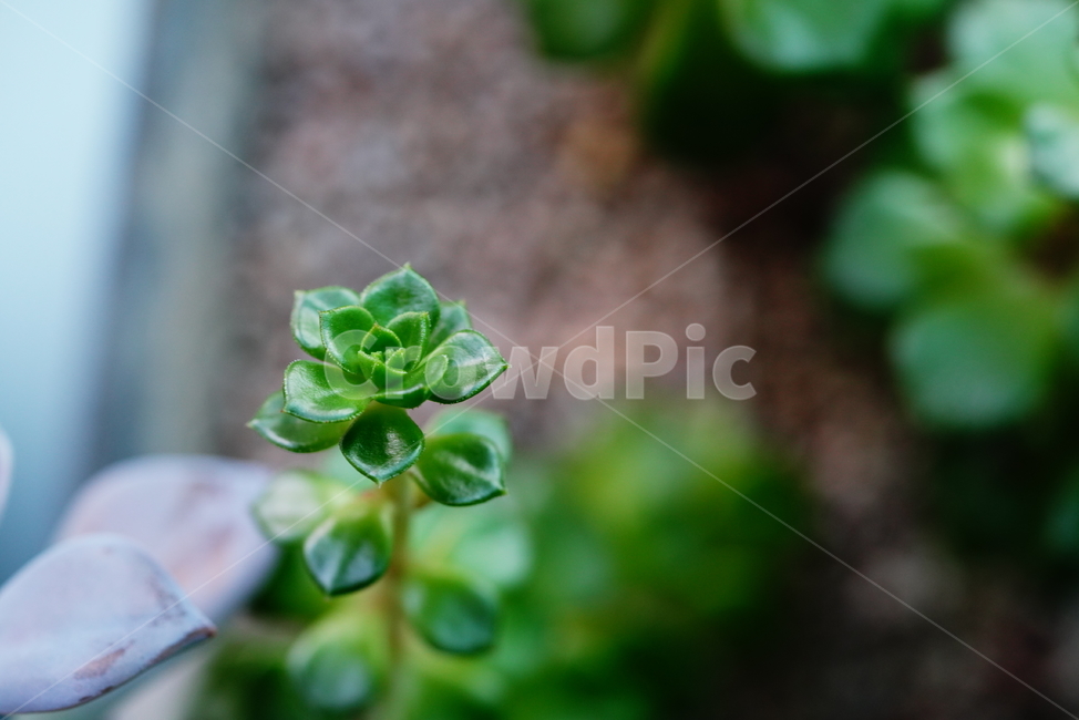 녹색,자연,생물,그린,green,plant,식물,leaf,잎,식물,자연,plants,nature