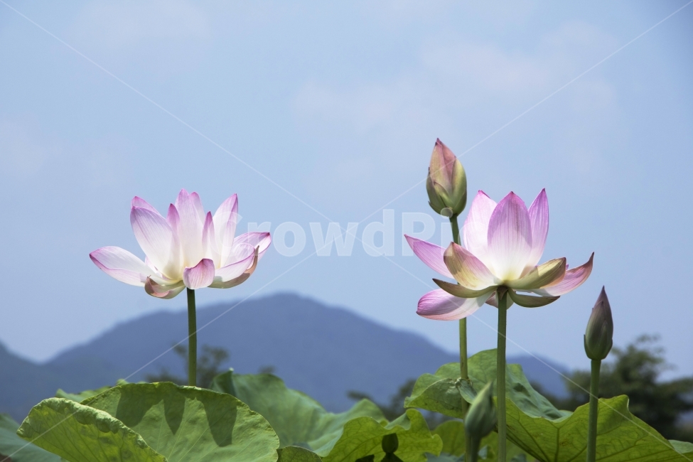 연꽃,연,연잎,수련,꽃,사진,단독사진,디자인,소스,포토,사진자료,배경,배경사진,백그라운드,한국,동양,아시아,전통,풍경,자연,환경,실외,낮,아침,식물,봉오리,꽃봉오리,잎,꽃잎,6월,7월,여름꽃,꽃밭,아웃포커스,접사,근접,여름,녹색,야외,연꽃밭,핑크,분홍,빨강,빨간색,하얀색,레드,화이트,푸른하늘,파란하늘,식물,자연,plants,nature,꽃,flower