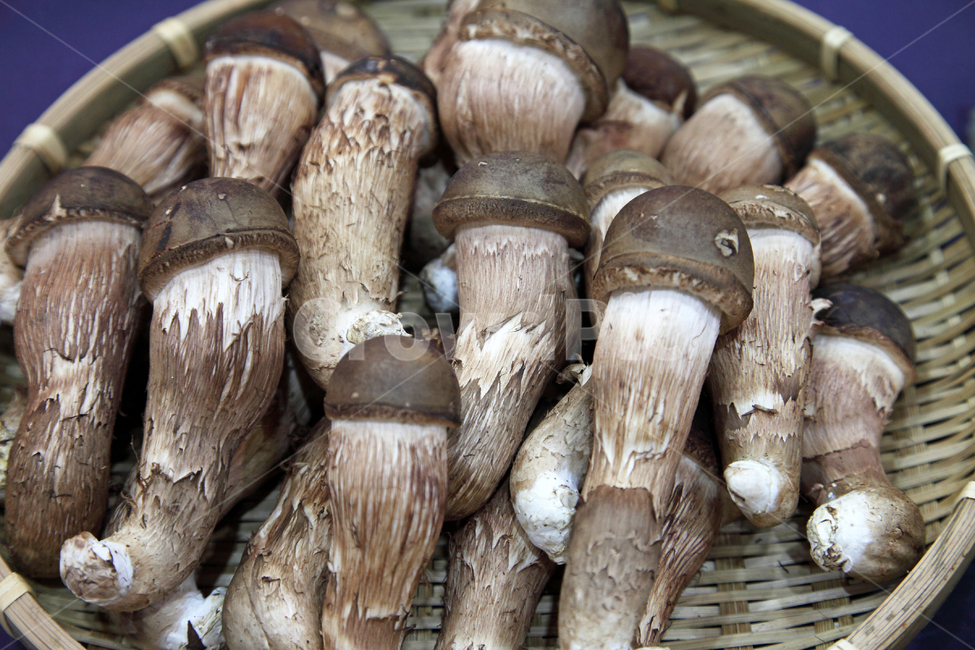 ingredient,edible mushrooms,Pine mushroom,health,Agricultural products,crops,food,wellbeing,healthy food,Food Ingredients,ingredients,Cham Songi,edible,fresh,mushroom,object