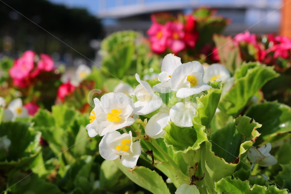 베고니아,꽃,베고니아꽃,식물,사철베고니아,사계절,식물,자연,plants,nature,꽃,flower