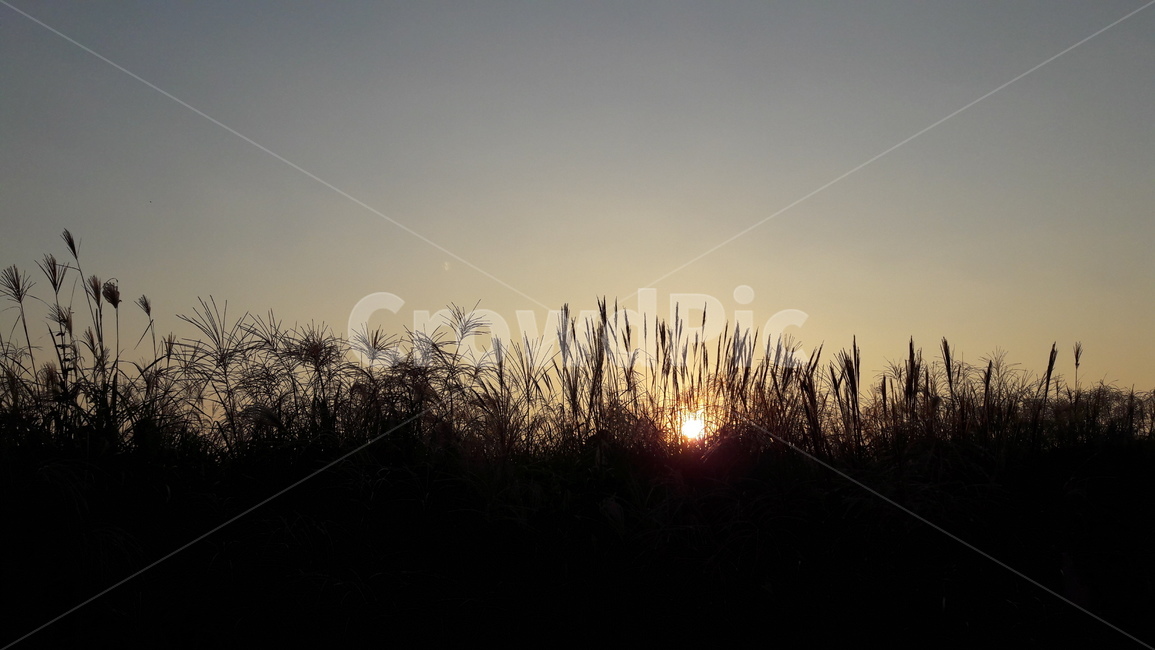 가을,갈대,하늘,붉은,저녁놀,가을,계절,fall,autumn,season,자연,풍경,nature,landscape,outdoors,옥외,plant,식물,grass,잔디