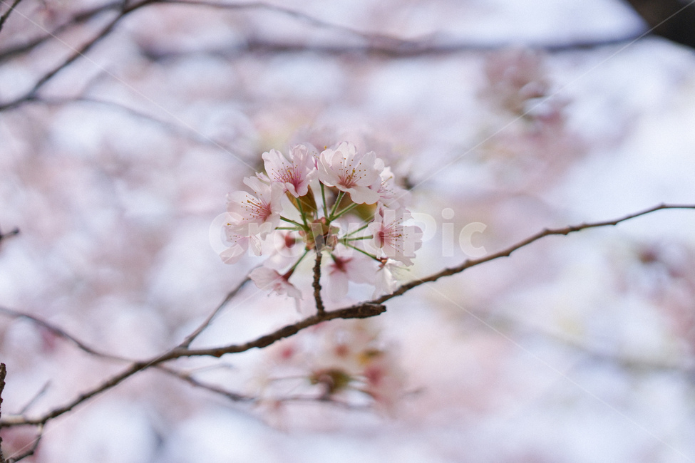 식물,자연,벚꽃,사쿠라,꽃,봄꽃,식물,자연,plants,nature,꽃,flower