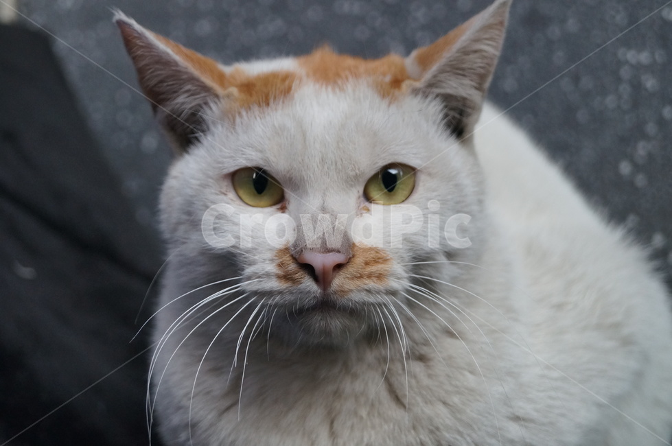 고양이,길고양이,삼색이,길냥이,cat,동물,animal,포유류,mammal,고양이,cat,kitten,kitty