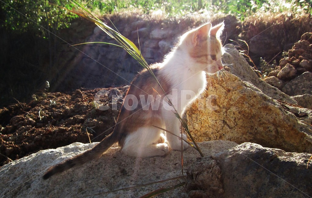 animal,cat,alleycat,turkey,nature,고양이,길고양이,터키,동물,동물,animal,포유류,mammal,고양이,cat,kitten,kitty