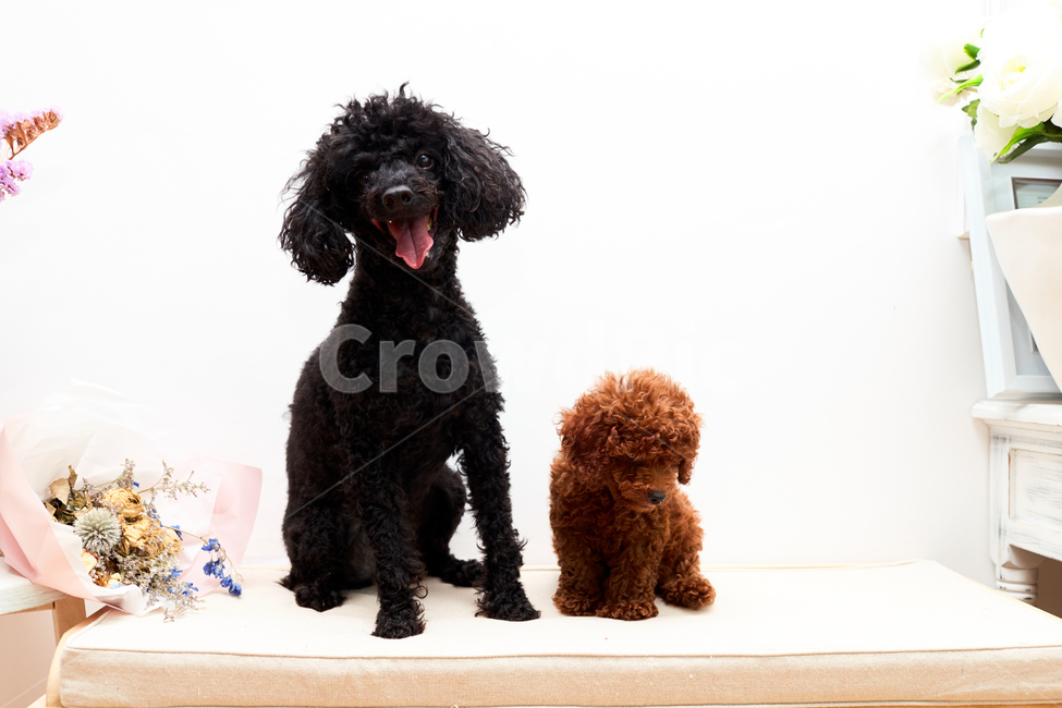 푸들,강아지,개,애완견,반려견,멍멍이,동물,animal,포유류,mammal,개,강아지,dog,doggy