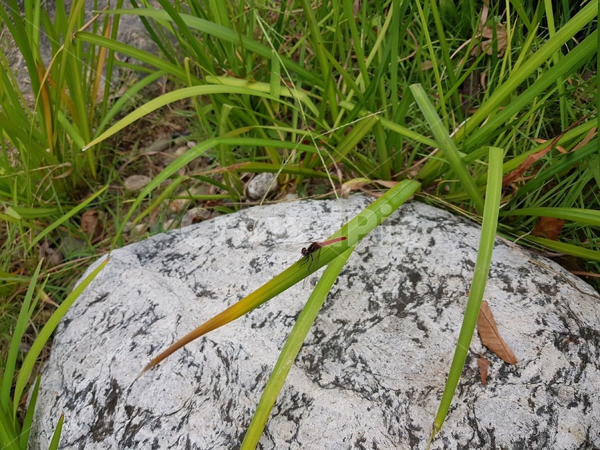 잠자리,고추잠자리,reddragonfly,빨간색,날개,동물,animal,곤충,벌레,insect,bug